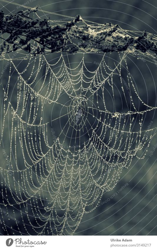Kunstwerk - Spinnennetz im Morgentau Monochrom Tropfen Perlen Netz Natürlich Natur Tau Wassertropfen Außenaufnahme Nahaufnahme Makroaufnahme Detailaufnahme nass