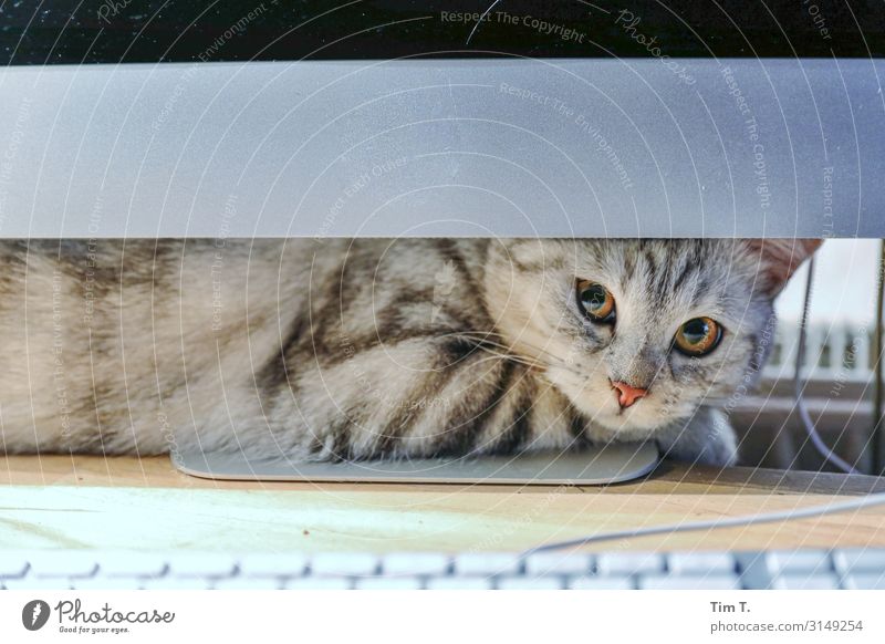 Katze Computer Tastatur Technik & Technologie Tier Haustier 1 Zufriedenheit Freundschaft Häusliches Leben Farbfoto Innenaufnahme Menschenleer Textfreiraum oben