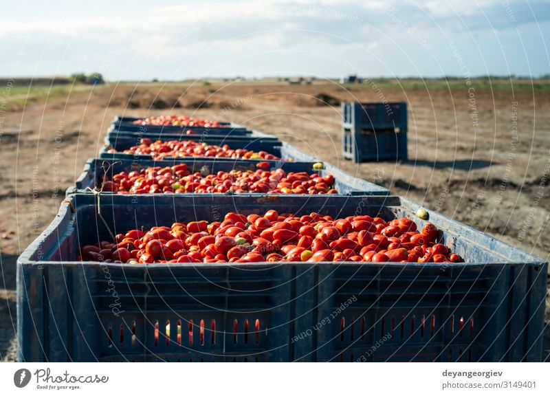 Große Kisten mit Tomaten. Gemüse Frucht Ernährung Industrie Business Verkehr Container frisch natürlich rot weiß Konservenherstellung Bauernhof Jahreszeiten