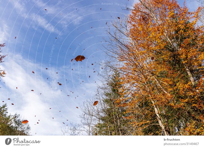 Goldener Herbst Ferien & Urlaub & Reisen Freiheit wandern Umwelt Natur Himmel Wolken Schönes Wetter Wind Baum Blatt Wald Bewegung fallen fliegen genießen