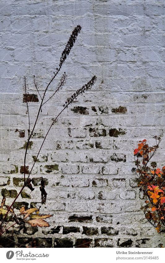 Natural Graffiti | UT HH 19 Pflanze Herbst Blume Gras Hamburg Stadtzentrum Bauwerk Gebäude Mauer Wand stehen dehydrieren dunkel natürlich schön trashig trist
