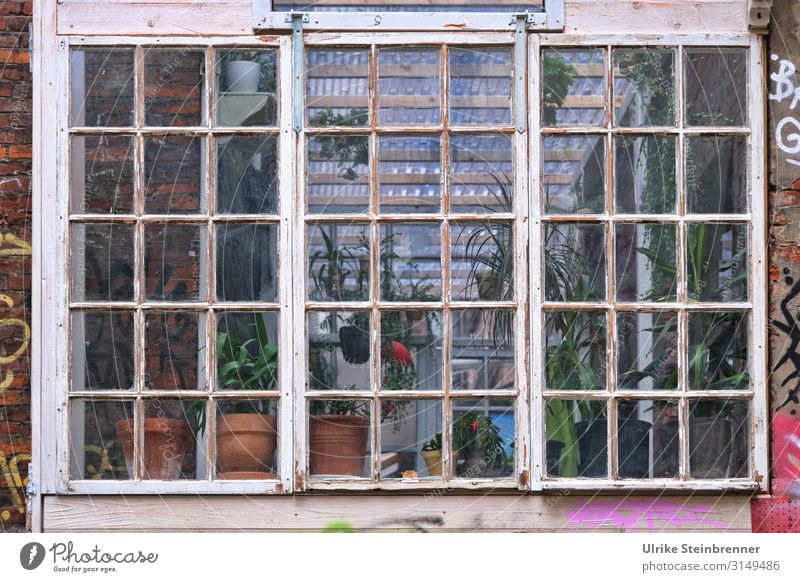 Wintergarten / Hamburg 10|19 Ausflug Abenteuer Sightseeing Städtereise Haus Fenster Blühend alt dreckig einzigartig rebellisch Stadt verrückt Freude Optimismus