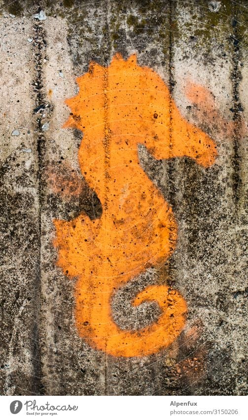 Elbseepferdchen | UT HH19 Kunst Mauer Wand Tier Wildtier Seepferdchen Graffiti Schwimmen & Baden niedlich orange Glück Fröhlichkeit Zufriedenheit Lebensfreude