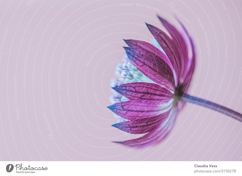 astranta major- Sternendolde, Blüte Natur Pflanze Blume ästhetisch außergewöhnlich frisch violett rosa Glück Fröhlichkeit Zufriedenheit Kraft Mut Freundschaft