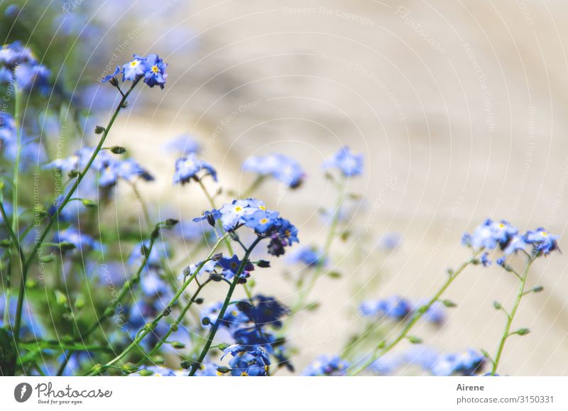 unvergessen Pflanze Frühling Sommer Schönes Wetter Blume Vergißmeinnicht Garten Feld Blühend einfach Freundlichkeit hell klein natürlich niedlich blau grün weiß