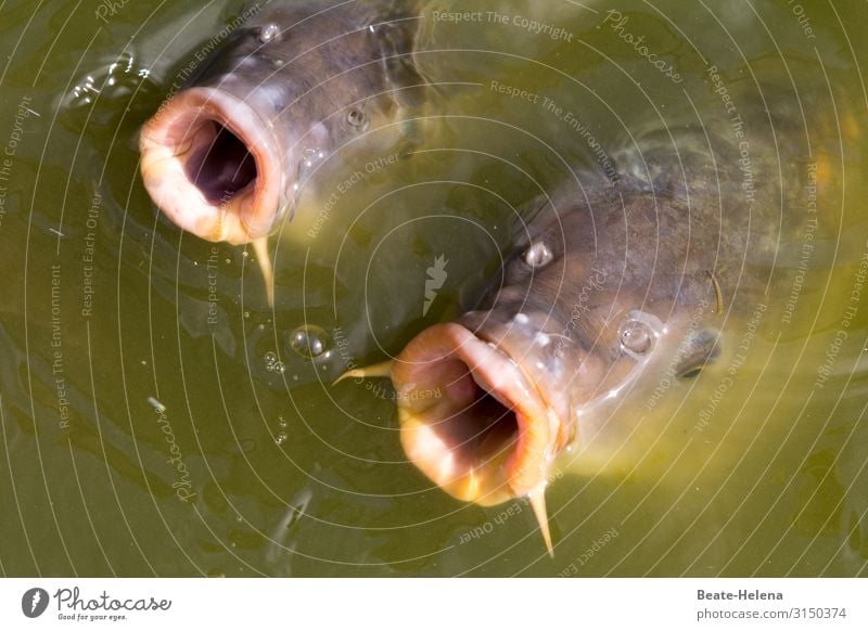 Wörtlich genommen l Die kriegen das Maul nicht voll: hungrige Karpfen schauen aus trübem Wasser Fisch Hunger gefräßig Fischmaul rund gierig Augen Fischauge