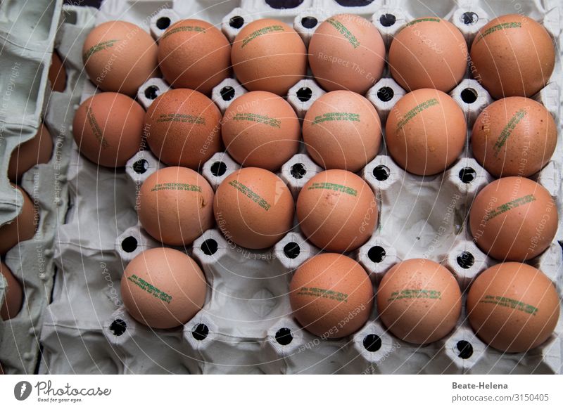 Eier im Karton Eierkarton Lebensmittel Ernährung Eierschale Hühnerei Nahaufnahme Bioprodukte frisch Menschenleer