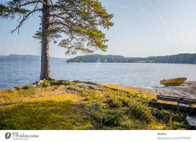 Kiefer und Boot am Ufer eines Sees Skandinavien Urlaubsstimmung Sommer Erholung ufer Wasser Licht und Schatten Einsamkeit Glück Ruhe Ausflug
