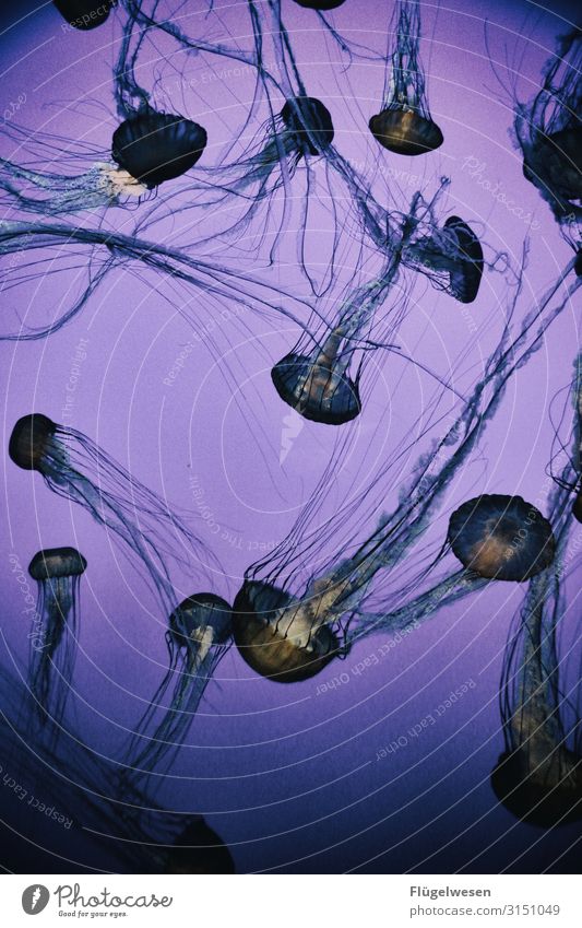 Quallen die dritte quallenplage Quallennebel Quallenbecken qualle blau qualleblue jellyfish Aquarium