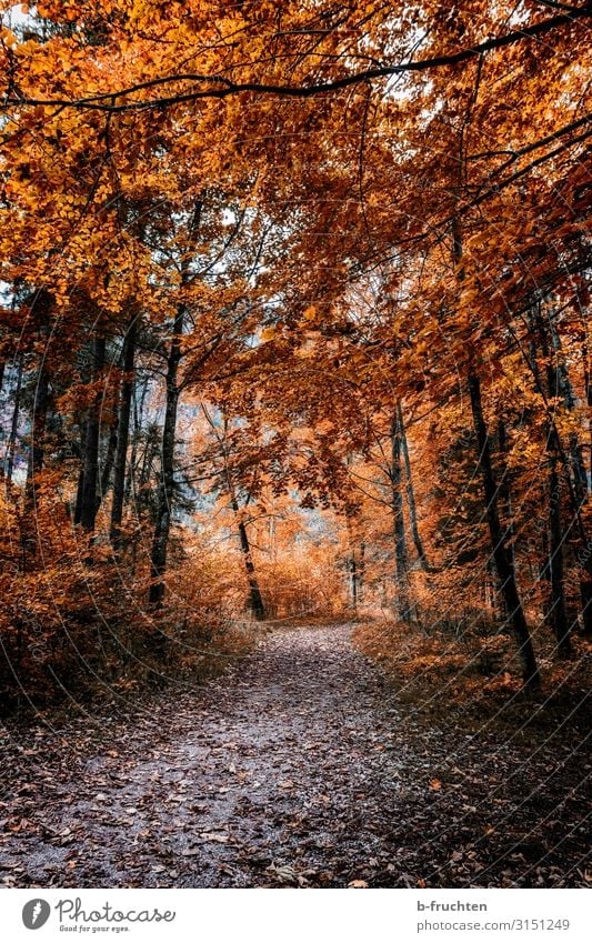 Waldspaziergang Wohlgefühl Freizeit & Hobby Ausflug wandern Natur Herbst Pflanze Baum Blatt Park Wege & Pfade Erholung gehen genießen natürlich orange