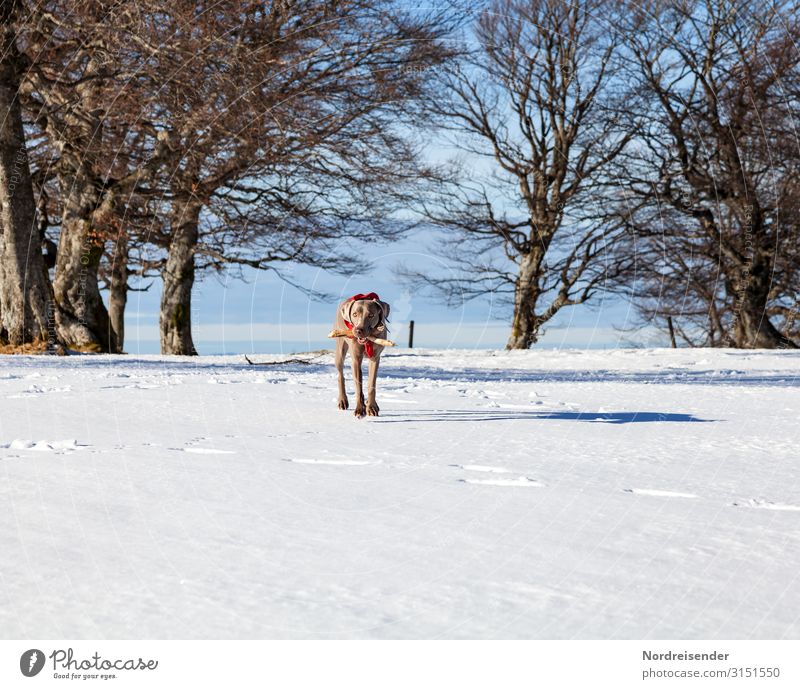 Spielen im Schnee Ferien & Urlaub & Reisen Ausflug Winter Winterurlaub Natur Landschaft Himmel Klima Schönes Wetter Eis Frost Baum Park Wald Tier Haustier Hund