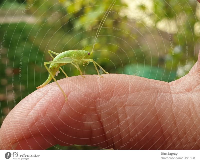 Fips der Grashüpfer ... Tier Käfer Heuschrecke 1 grün Natur Farbfoto Außenaufnahme Textfreiraum oben Freisteller Tag Starke Tiefenschärfe Zentralperspektive