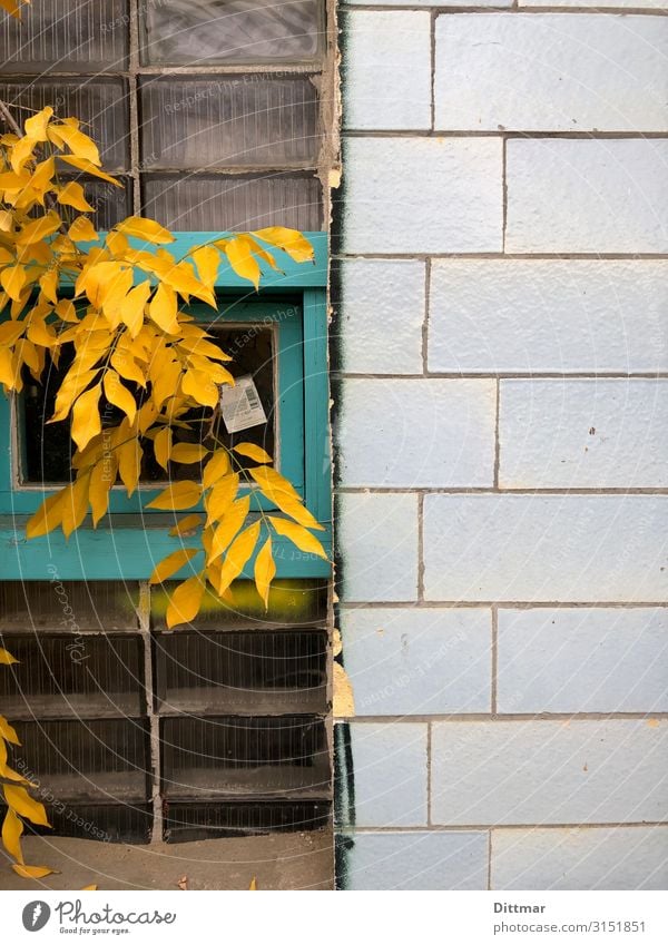 berliner hinterhof im herbst Berlin Deutschland Europa Stadt Hauptstadt Menschenleer Industriebetrieb Remise Mauer Wand Fenster Stein Glas blau türkis