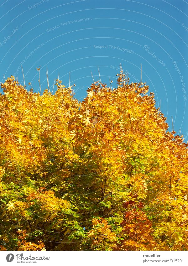 HerbstGold III Baum gelb braun Wald Himmel blau Farbe gold