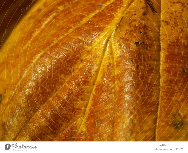 HerbstGold Blatt Baum sentimental Detailaufnahme Makroaufnahme Natur gold Vefall alt Farbe