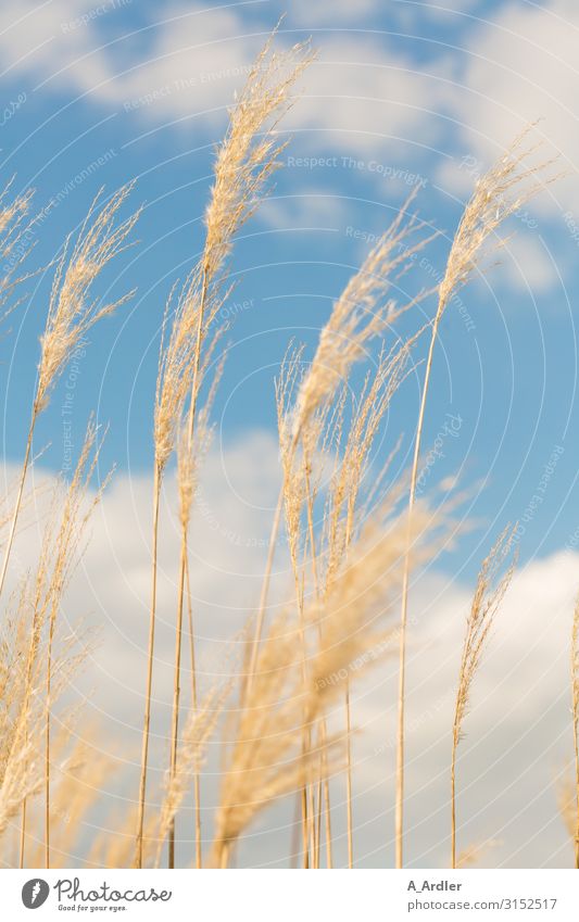 Schilfrohr (Phragmites australis) im Wind Ausflug Freiheit wandern Umwelt Natur Landschaft Pflanze Urelemente Himmel Wolken Sommer Herbst Wetter Schönes Wetter