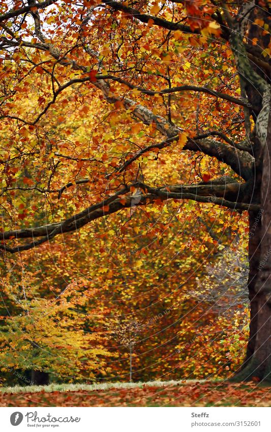 Schöner November Umwelt Natur Landschaft Herbst Schönes Wetter Baum Blatt Herbstlaub Laubbaum Zweige u. Äste Wald Herbstwald Herbstlandschaft natürlich schön
