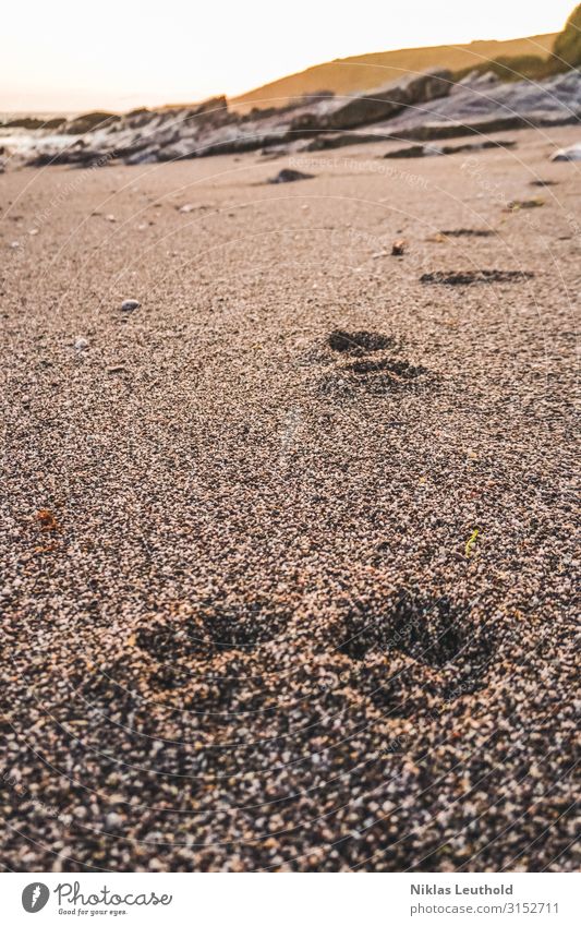 Spuren im Sand Sonne Strand Meer Umwelt Natur Sonnenlicht Sommer Schönes Wetter Küste Tier Hund Fährte 1 gehen laufen spurenlesen Abdruck Felsen Sandstrand