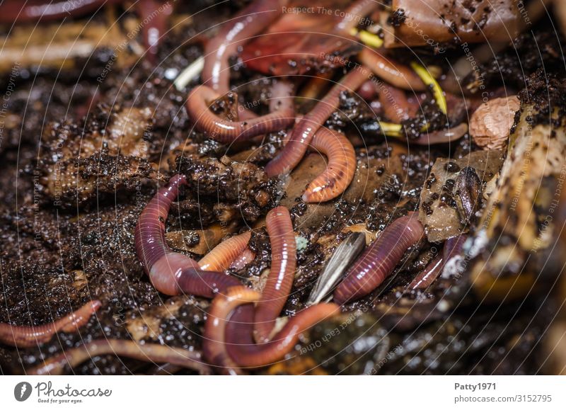 Kompostwürmer Natur Erde Tier Nutztier Wildtier Regenwurm Kompostwurm Eisenia fetida Tiergruppe Ekel natürlich braun nachhaltig Umwelt Wandel & Veränderung
