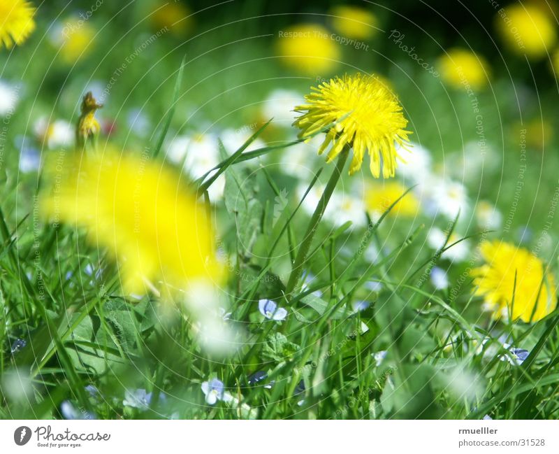 Sonnenanbeter II Löwenzahn Blume grün Wiese Natur Gelnb Makroaufnahme