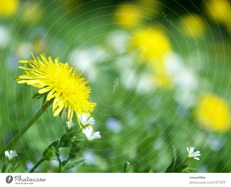 Sonnenanbeter I Löwenzahn Wiese grün gelb Natur Makroaufnahme Sonnne