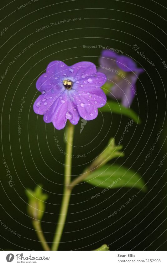 Morgentau auf violetter Blume Umwelt Natur Pflanze Wassertropfen Schönes Wetter Blüte Park Philippinen schön nass Farbfoto Makroaufnahme Menschenleer