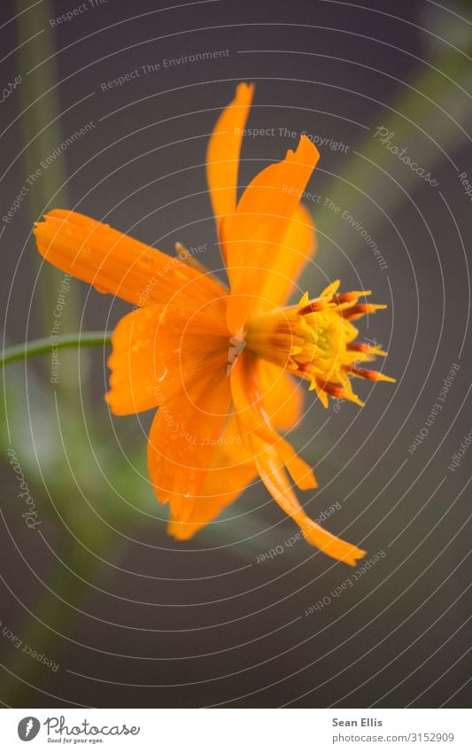 Orangenblüte Umwelt Natur Pflanze Wassertropfen Frühling Schönes Wetter Blume Blüte Park Philippinen schön gelb orange ruhig Farbfoto Makroaufnahme Menschenleer