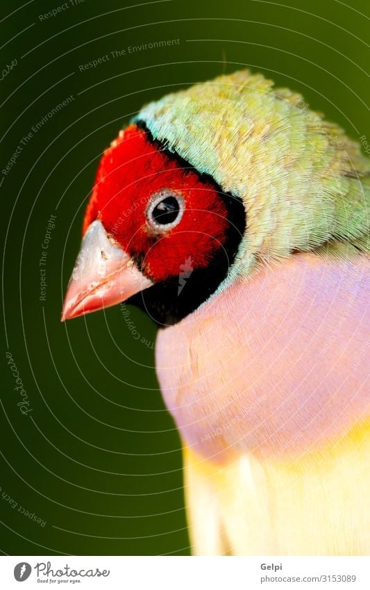 Schöner exotischer Vogel mit rotem Gesicht schön Freizeit & Hobby Freiheit Mann Erwachsene Natur Tier Park Wald Haustier außergewöhnlich klein wild blau gelb