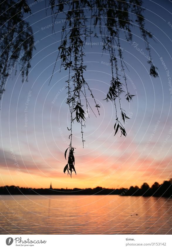 Alsterdämmerung Umwelt Natur Landschaft Wasser Himmel Horizont Sonnenaufgang Sonnenuntergang Baum Zweige u. Äste Küste Flussufer Strand See Alsterufer
