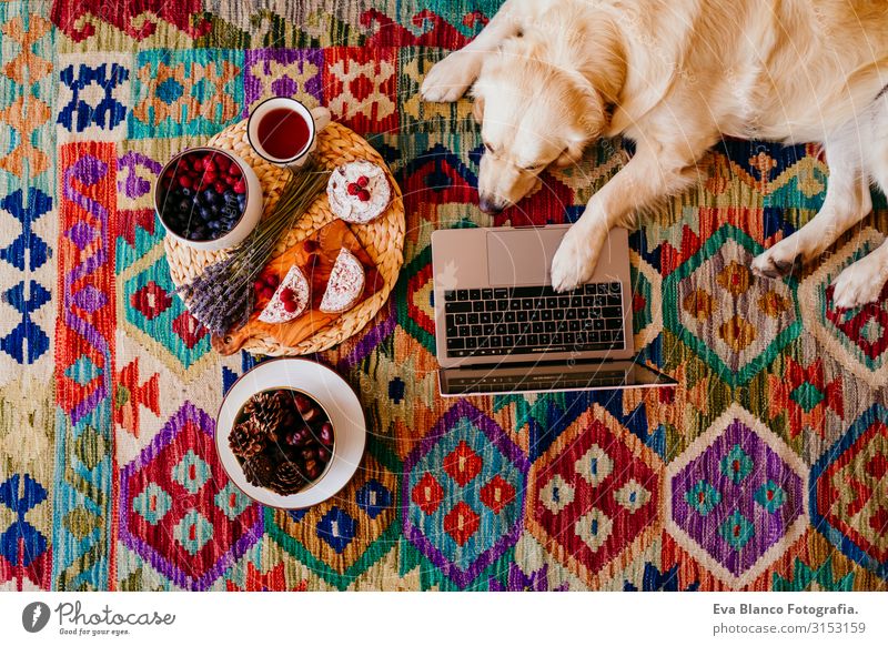 liebenswerter Golden Retriever-Hund, der auf dem Boden auf einem bunten Teppich liegt. gesundes Frühstück nebenbei. arbeiten am Laptop Notebook