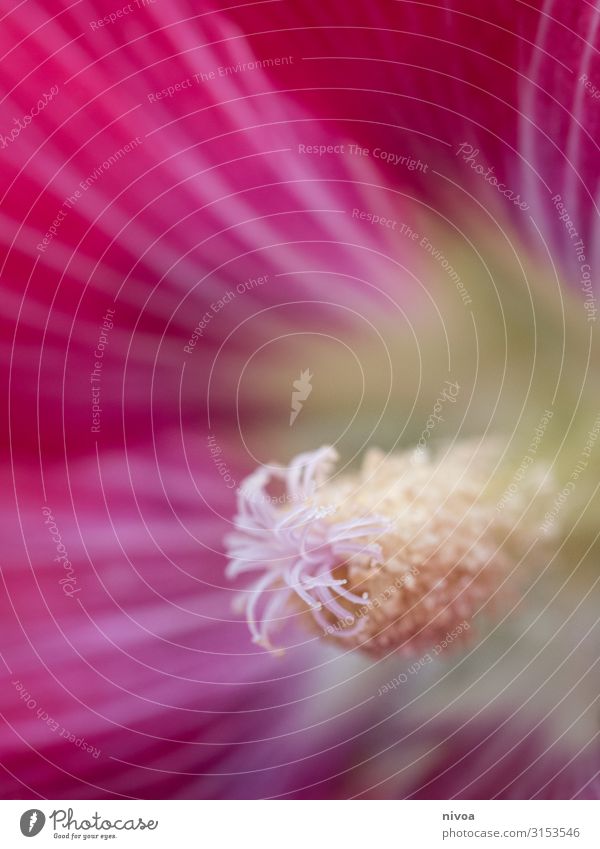 Hibiskus Pflanze Blume Detailaufnahme Hawaiiblume Hibiskus rosa-sinensis Nahaufnahme Blüte Makroaufnahme Natur Farbfoto schön Sommer Außenaufnahme Blühend