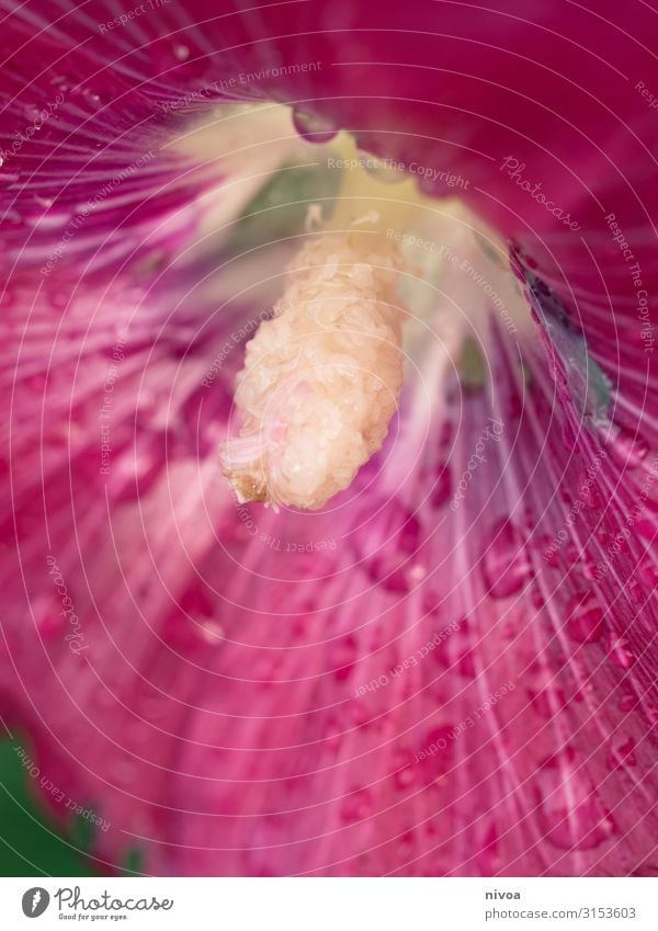 Hibiskus-Detail Hawaiiblume Hibiskus rosa-sinensis Blume Pflanze Blüte Natur Farbfoto Sommer Nahaufnahme Makroaufnahme schön Außenaufnahme Tag Blühend exotisch