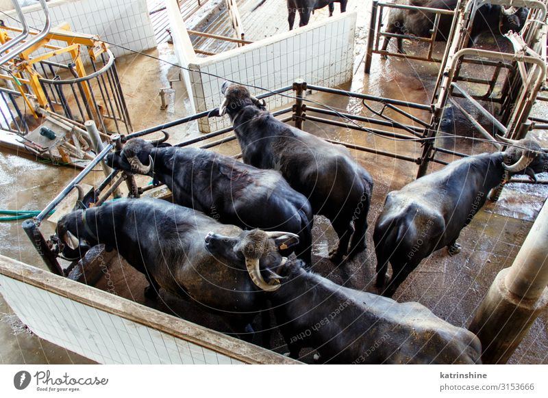 Büffelzucht, Kampanien, Italien Natur Landschaft Tier Kuh Umwelt Zucht Campania Landwirtschaft Biest Futter bovin Salerno Bauernhof Ackerbau Lebensmittel melken