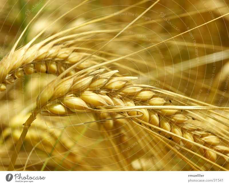 Siehe, die Felder sind reif zur Ernte... Gerste gelb Futter Ernährung Makroaufnahme Natur gold Korn Lebensmittel