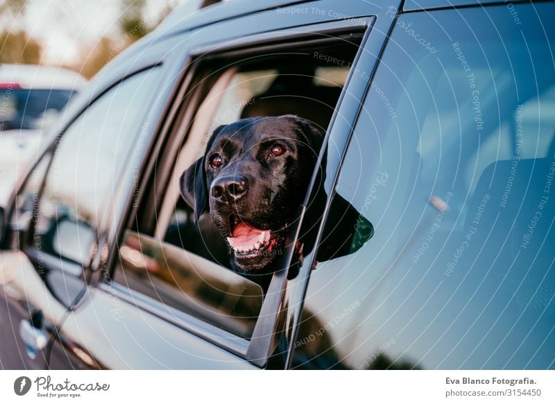 Ein schöner schwarzer Labrador in einem reisefertigen Auto. Hintergrund der Stadt. Bei Sonnenuntergang am Fenster zu beobachten. Reisekonzept Hund PKW