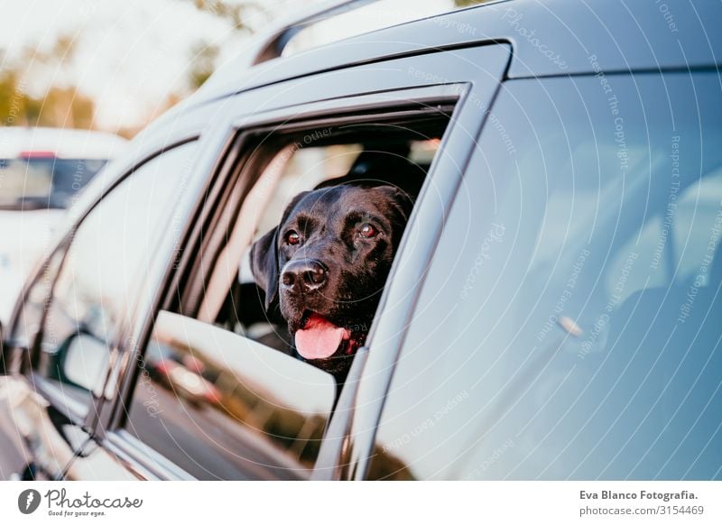 Ein schöner schwarzer Labrador in einem reisefertigen Auto. Hintergrund der Stadt. Bei Sonnenuntergang am Fenster zu beobachten. Reisekonzept Hund PKW