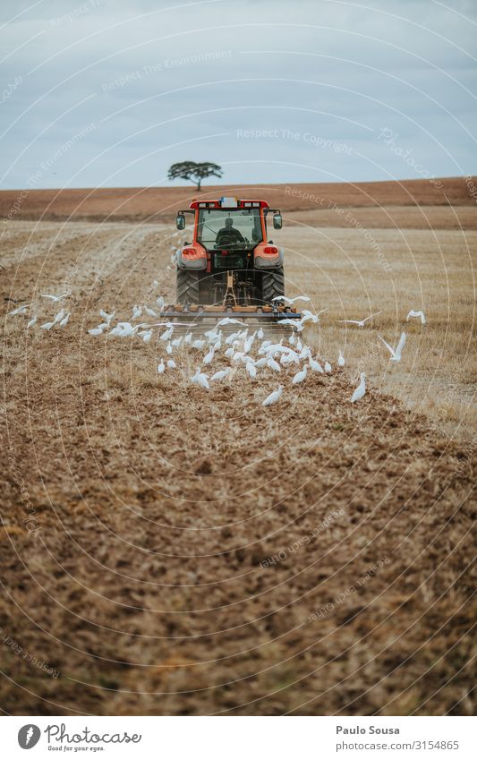 Traktor-Pflugfeld Arbeit & Erwerbstätigkeit Wirtschaft Landwirtschaft Forstwirtschaft Umwelt Landschaft Herbst Feld Alentejo Portugal Bewegung Business