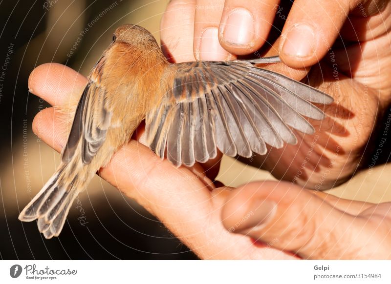 Jemand, der den Wind eines kleinen Vogels abschätzt. Glück Kind Mensch Hand Tier Park wild braun Farbe Tierwelt Flügel Konfektionsgröße Halt Extremmakro Wunde