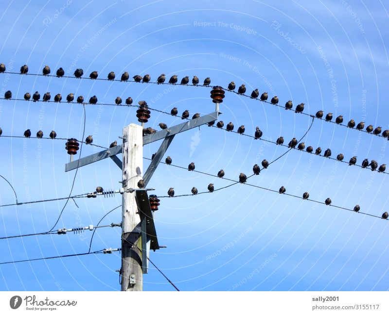 Warten auf den Abflug... Energiewirtschaft Elektrizität Hochspannungsleitung Strommast Tier Vogel Tiergruppe Schwarm hocken Kommunizieren sitzen warten frei