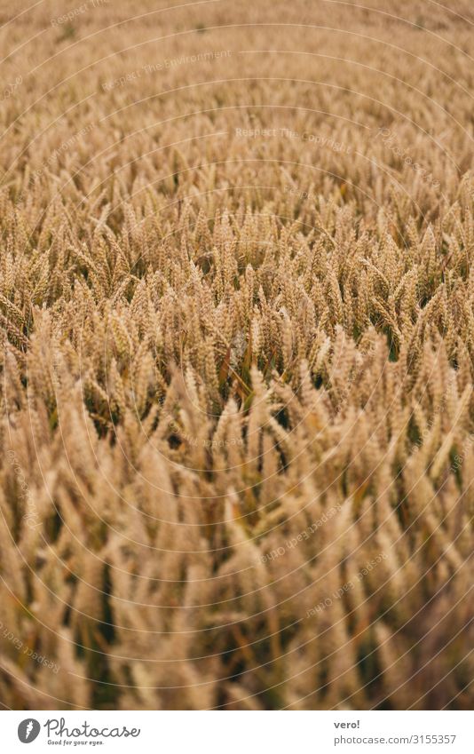 Weizenfeld Getreide Landwirtschaft Forstwirtschaft Pflanze Nutzpflanze Süßgras Feld Diät gebrauchen entdecken Essen Wachstum authentisch einfach frisch