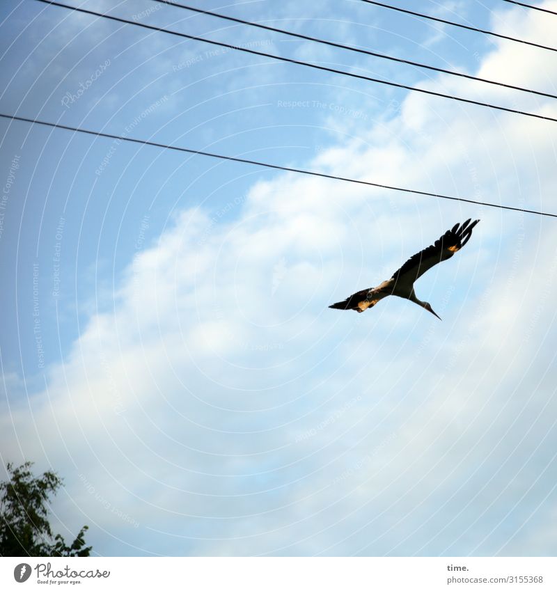 Sinkflug Technik & Technologie Energiewirtschaft Kabel Hochspannungsleitung Himmel Wolken Schönes Wetter Baum Vogel Storch 1 Tier Linie fliegen dunkel