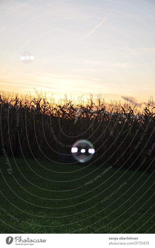 Seifenblase wie Glaskugel vor Sonnenuntergang und Maisfeld Seifenblasen Sommer Natur Landschaft Pflanze Himmel Sonnenaufgang Nutzpflanze Feld Kugel glänzend