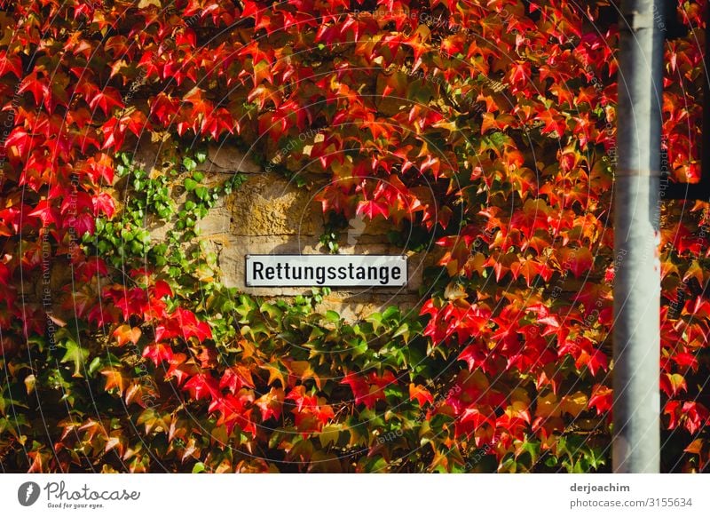 Ein Hinweisschild mit der Bezeichnung: Rettungsstange, inmitten von rotem Efeu umrandet. Freude Zufriedenheit Ausflug Umwelt Pflanze Herbst Schönes Wetter