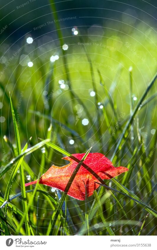 Rot-leuchtendes, beschädigtes Herbstblatt, das sich im nassem Gras verfangen hat. rot herbstlich Herbststimmung Kontrast kontrastreich Herbstlaub mehrfarbig