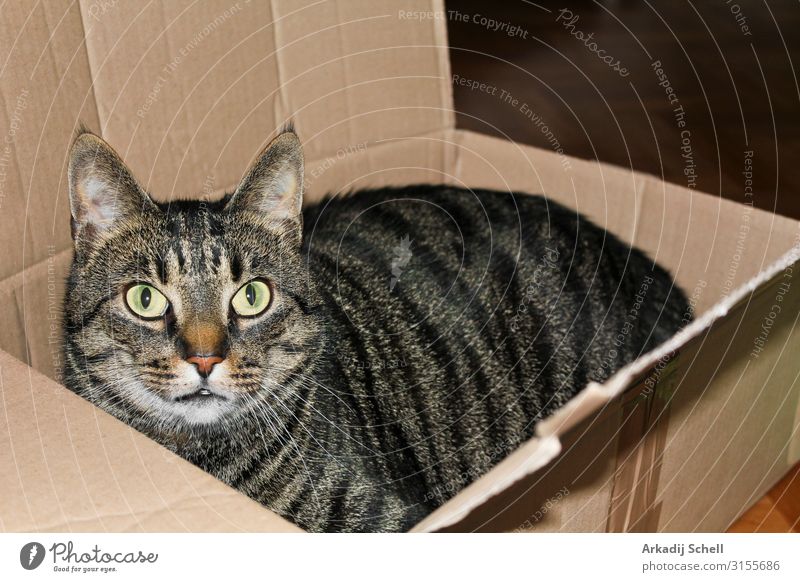 Eine Katze in einer Schachtel oder einem Päckchen. Katzen lieben Verpackungen. bezaubernd Tier Tiere Hintergrund schön schwarz Kasten Nahaufnahme Container