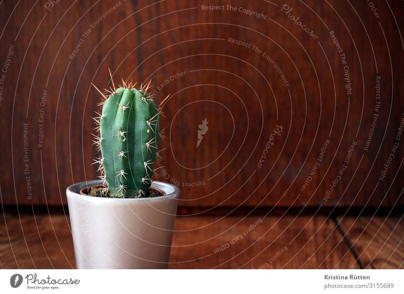 kleiner grüner kaktus Dekoration & Verzierung Pflanze Kaktus Topfpflanze Holz Spitze stachelig stetsonia coryne Dorn randdornen Zimmerpflanze drinnen Blumentopf