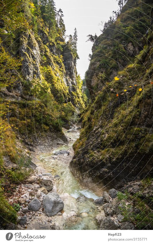 Kleiner Bach bei Berchtesgaden Umwelt Natur Landschaft Herbst Schönes Wetter Baum Wald Felsen Alpen Berge u. Gebirge Gipfel Fitness gehen laufen