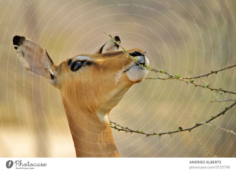 Impala Kauende Frühlingsknospen Ferien & Urlaub & Reisen Tourismus Freiheit Sightseeing Safari Sommerurlaub Umwelt Natur Tier Park Wildtier Antilopen 1 füttern