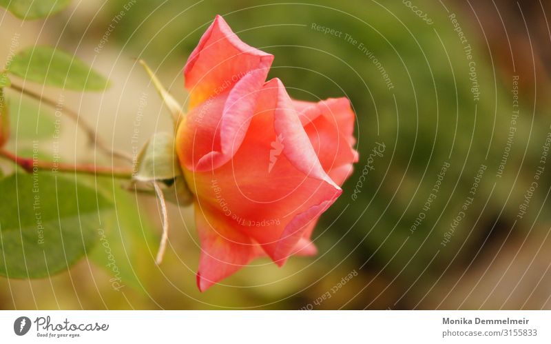 Rose Natur Pflanze Sommer Blume Blüte Garten Park Dorf ästhetisch schön Erotik stachelig rosa Liebe Treue Romantik Lust Güte trösten dankbar Reinheit Tod