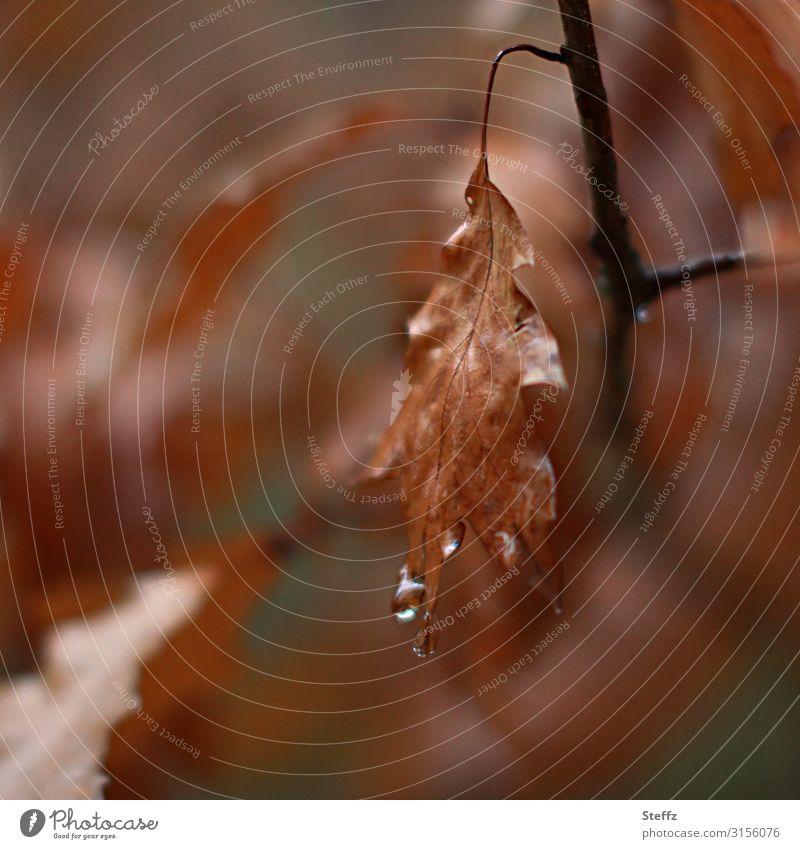 November-Melancholie Natur Wassertropfen Herbst Wetter Regen Pflanze Blatt Herbstlaub Eichenblatt Zweig Wald Herbstwald hängen alt nass natürlich schön braun